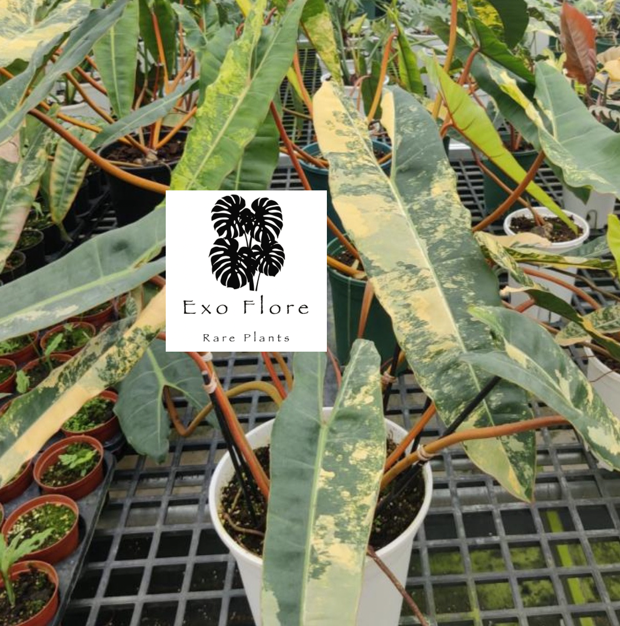 Philodendron Billitiae Var TC Précommande