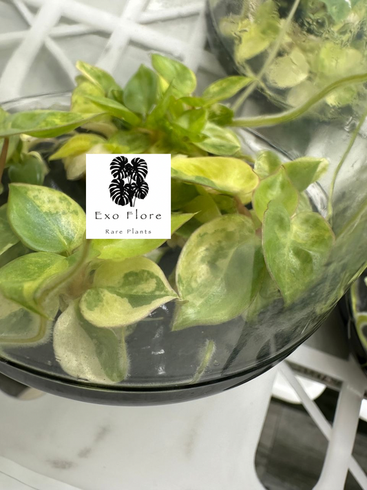 Philodendron Billitiae Var TC Précommande