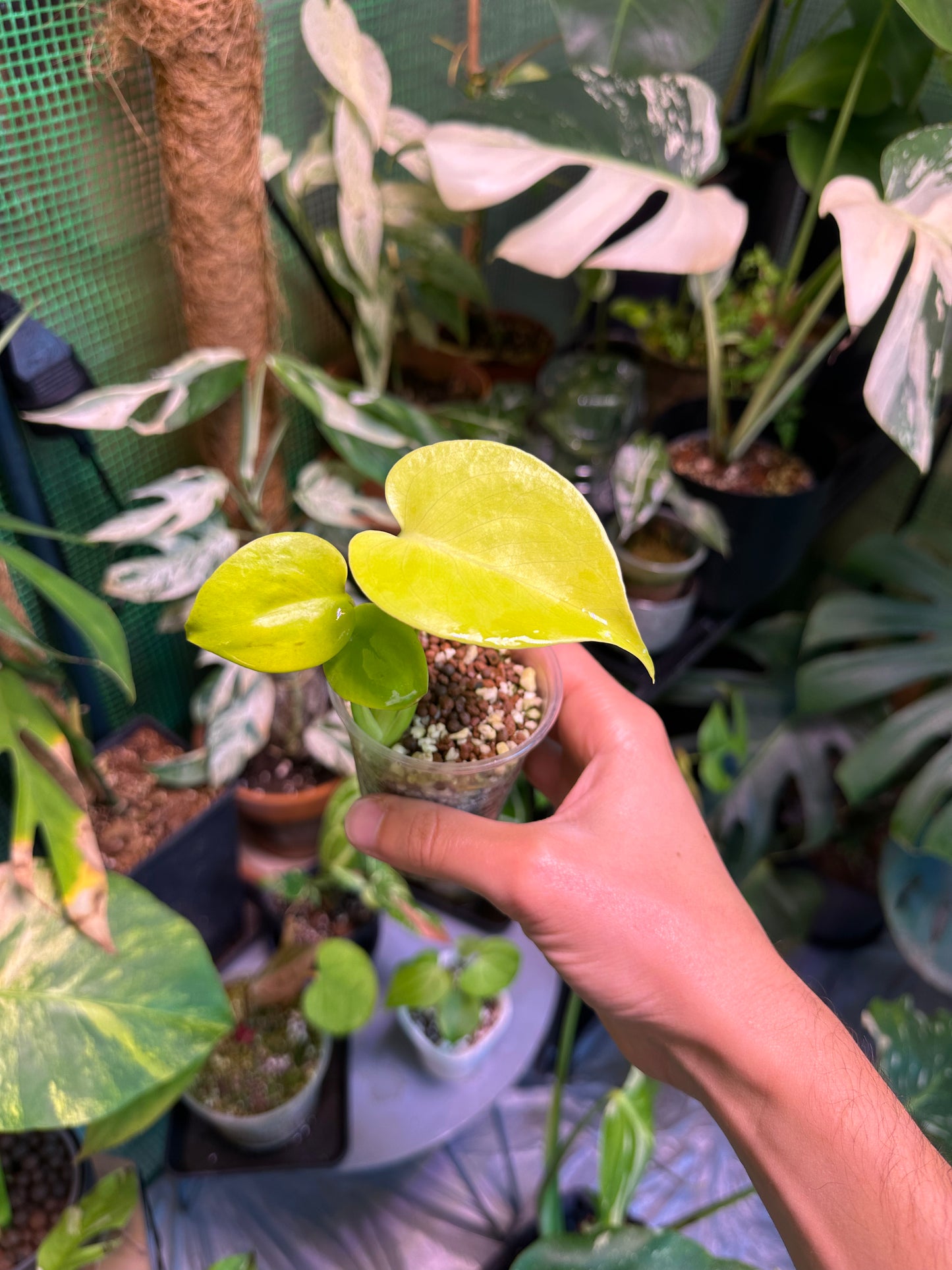 Monstera Lemon Néon Lime (Cheese) TC Précommande
