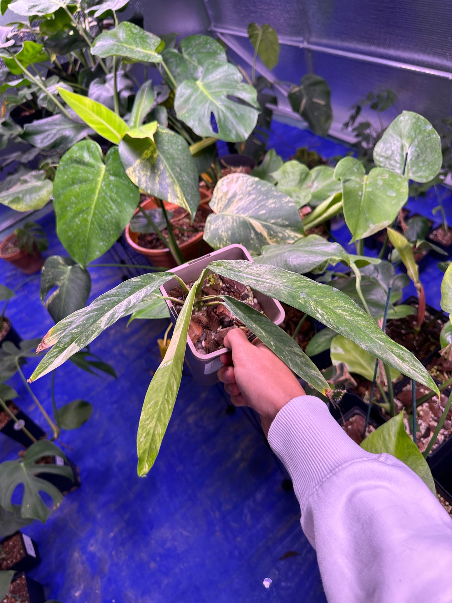 Raphidophora Mégasperma Variegata