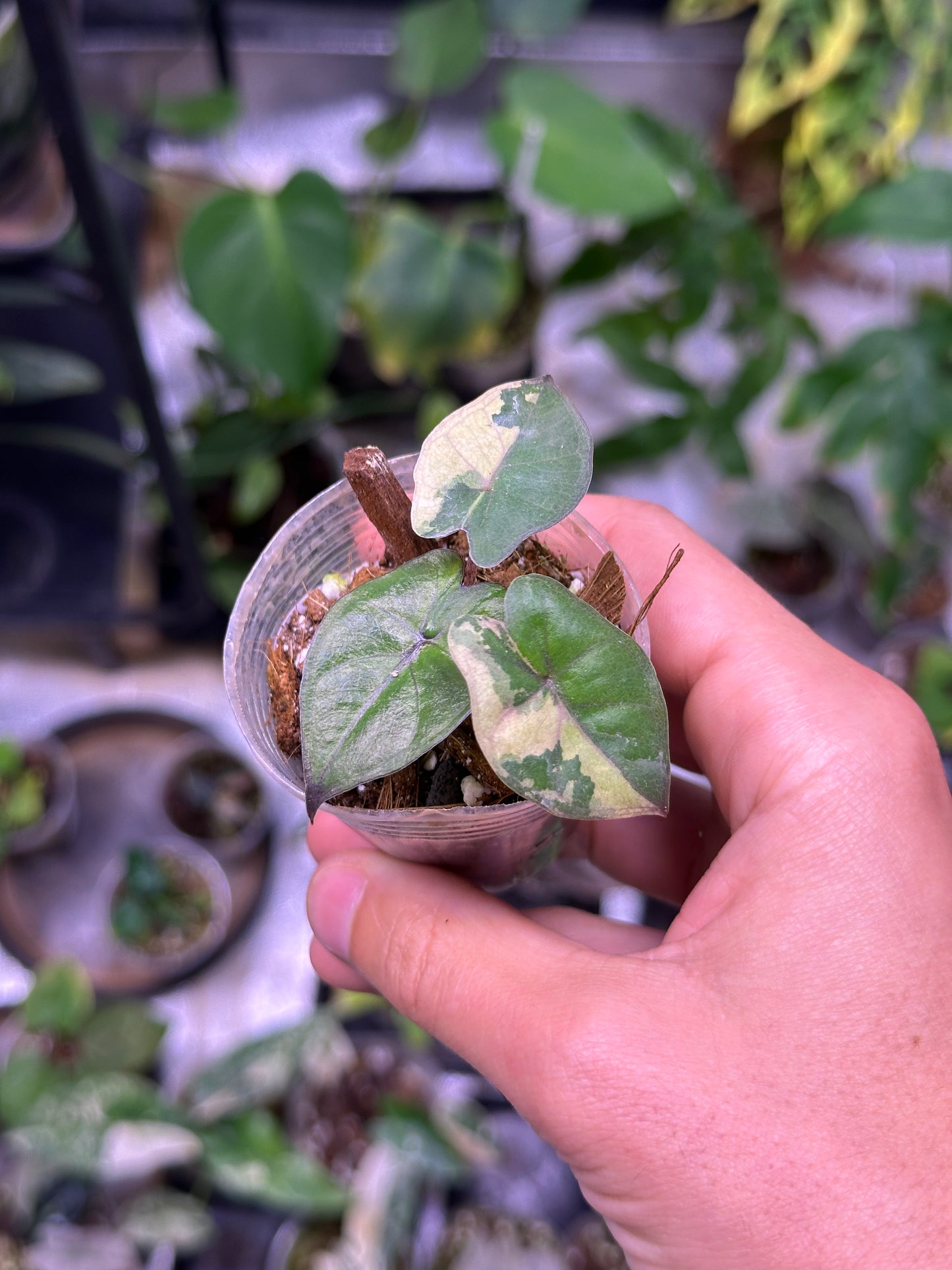 Alocasia Yucatan Princess Variegata