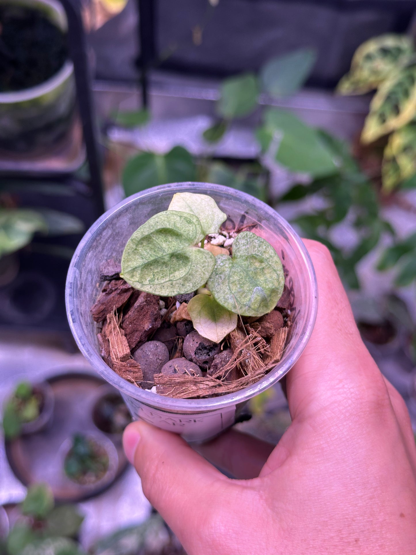 Anthurium dark phoenix variegata