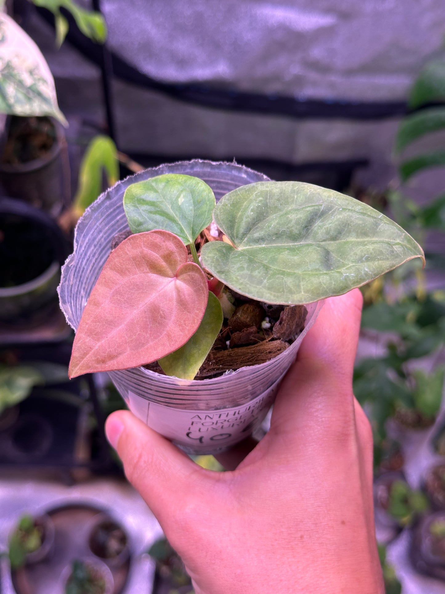 Anthurium Forgetii X luxurians