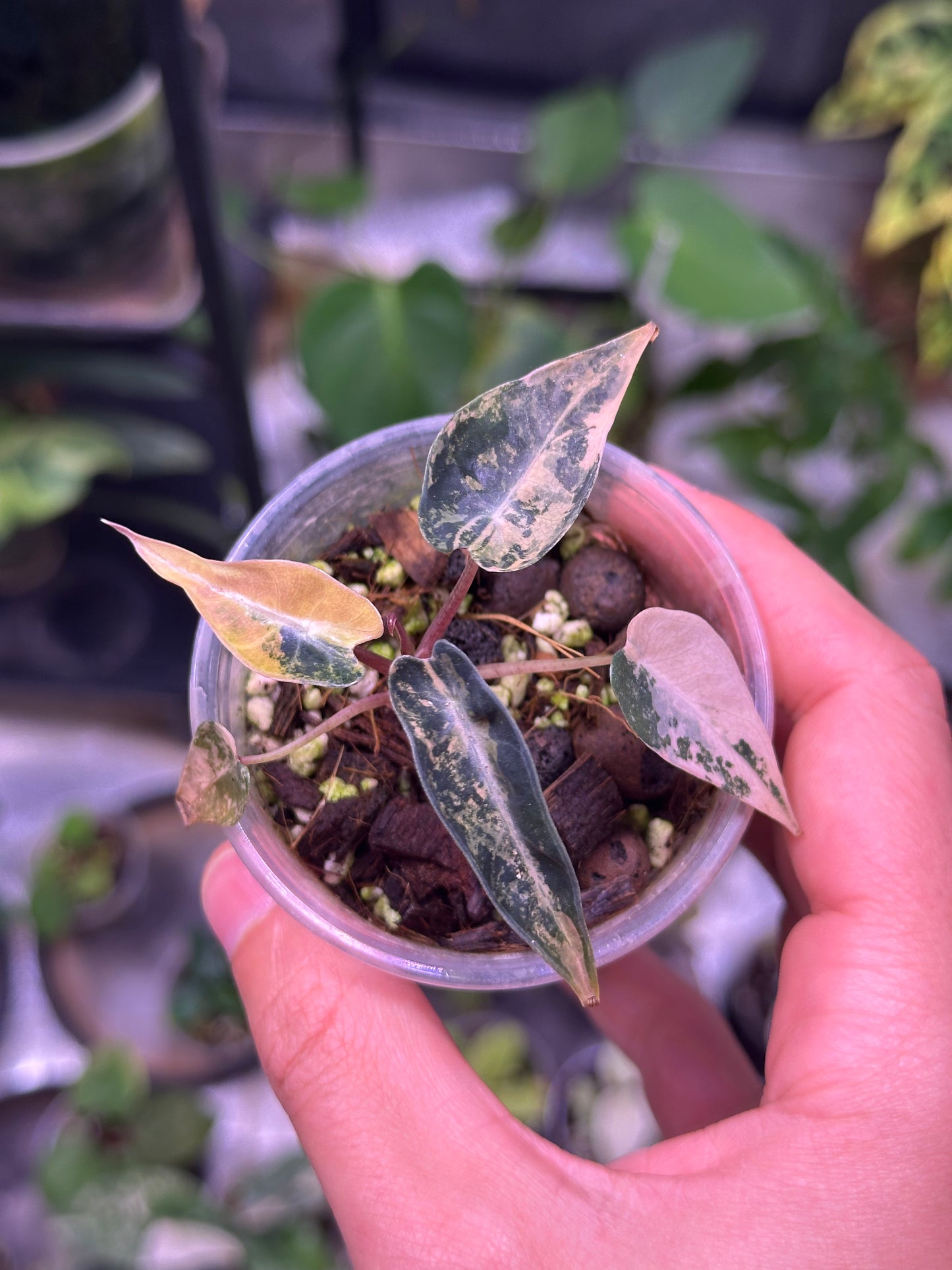 Alocasia bambino pink gold variegata