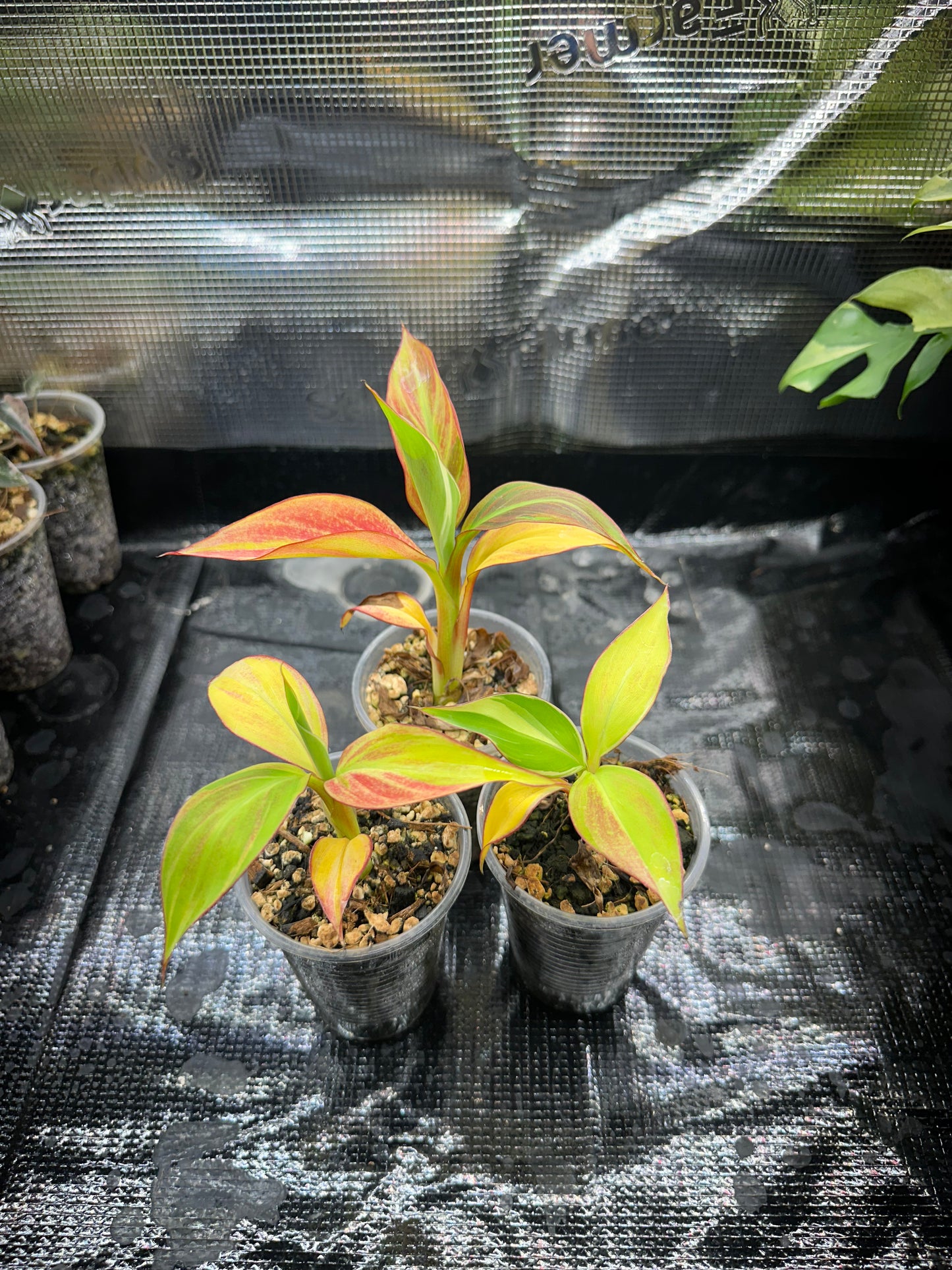 Musa Nono pink var
