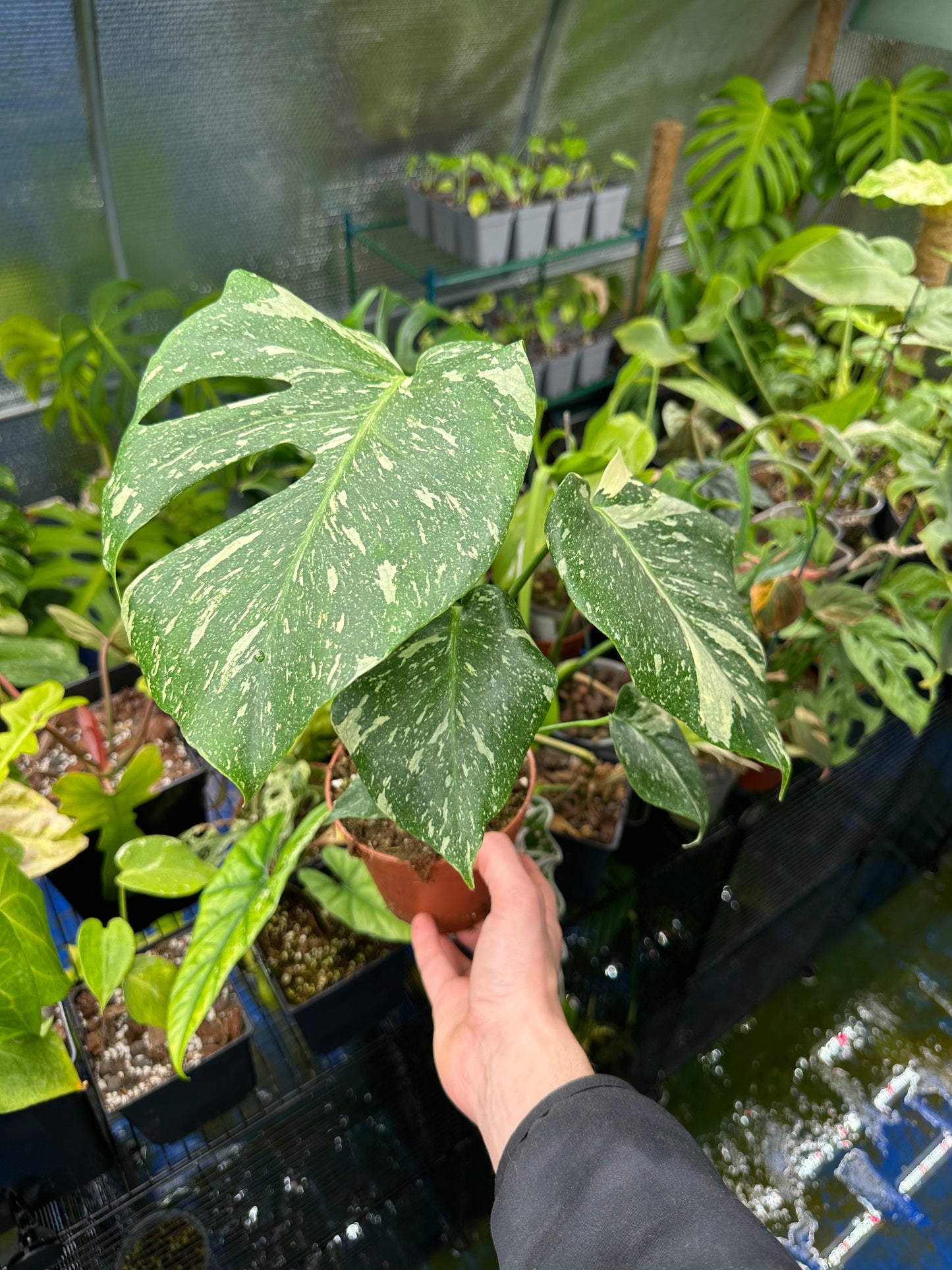 Monstera thaï constellation L