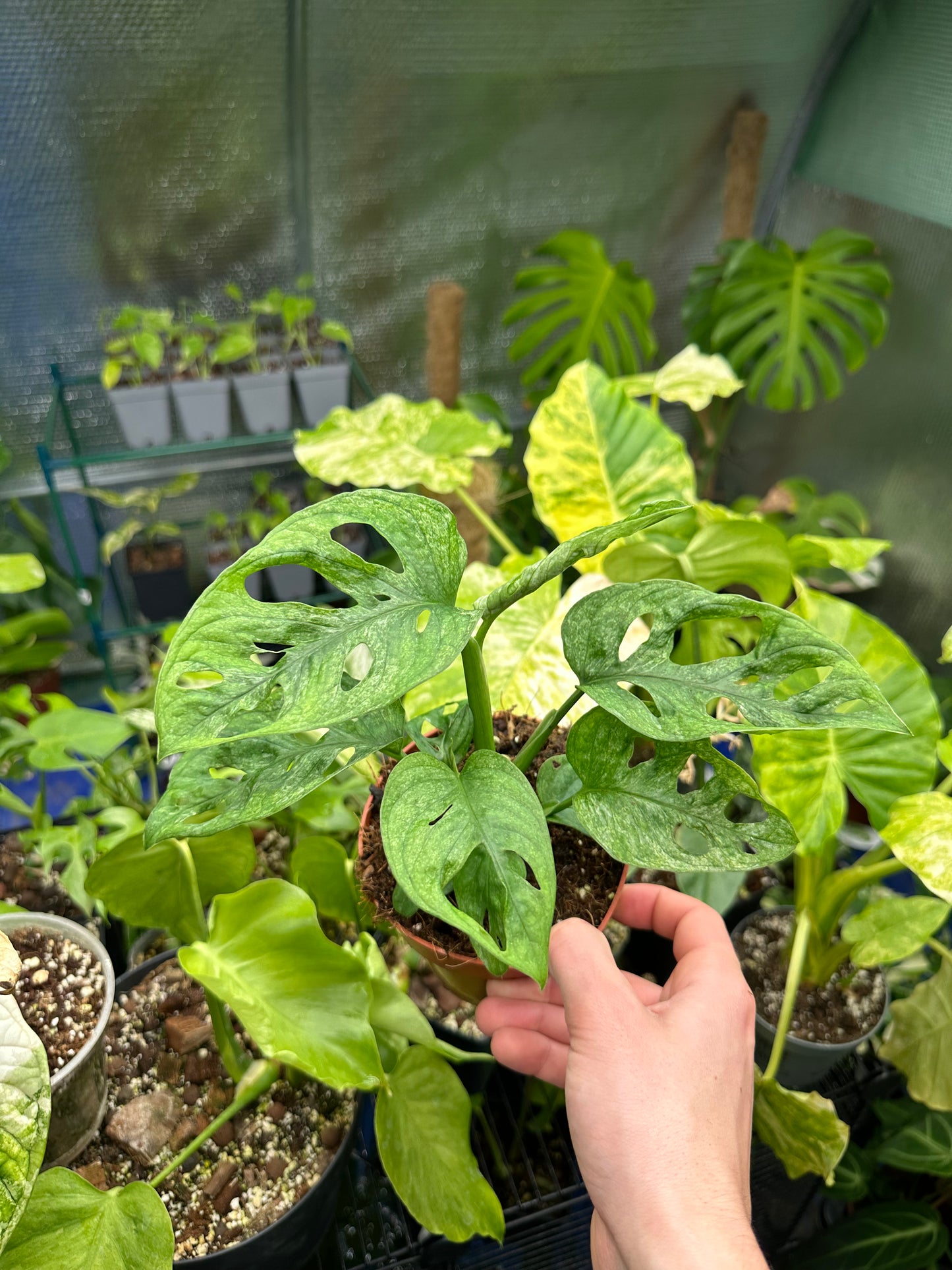 Monstera Adansonii Mint Variegata