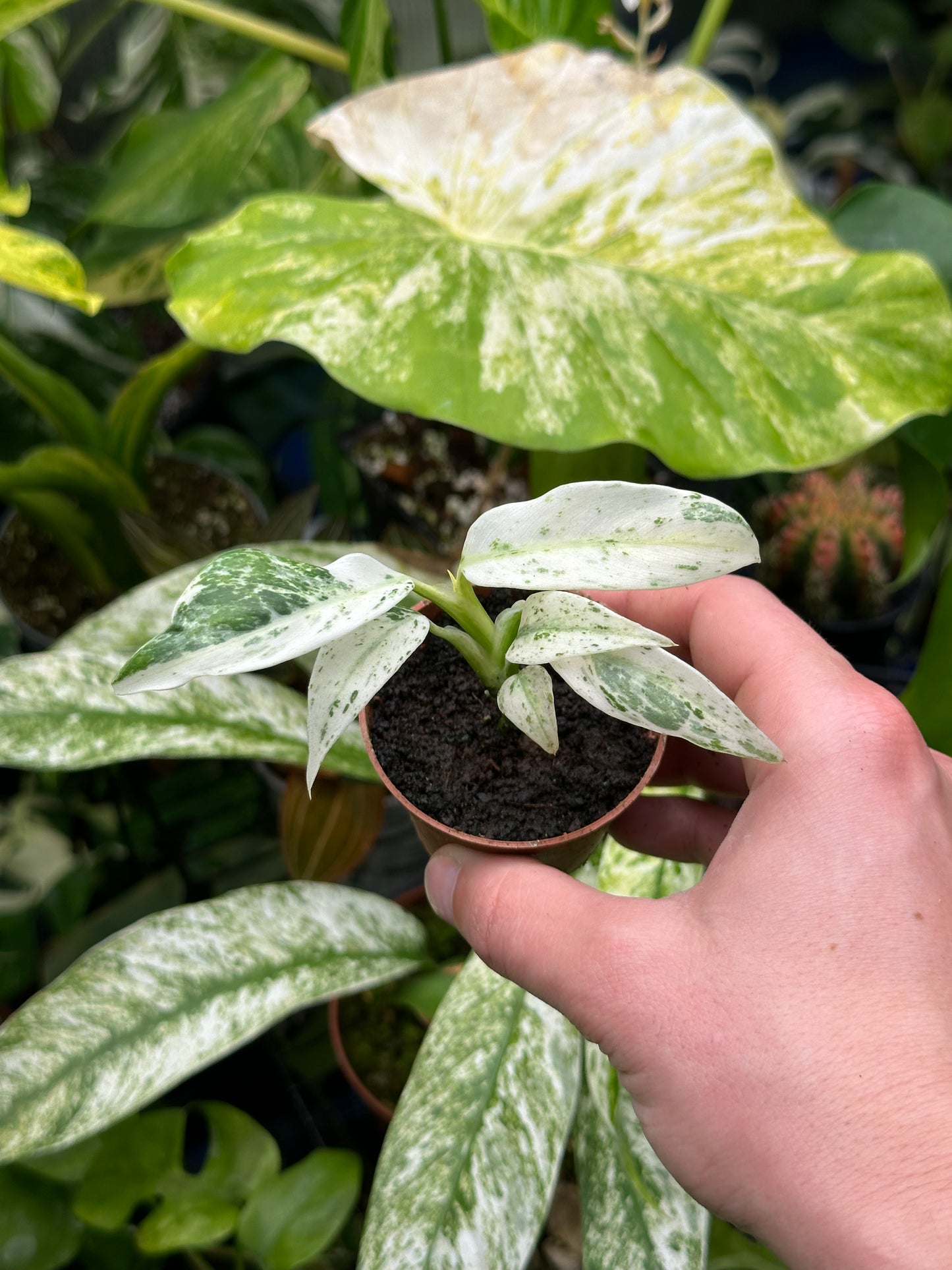 Baby Rhaphidophora Puberula Variegata