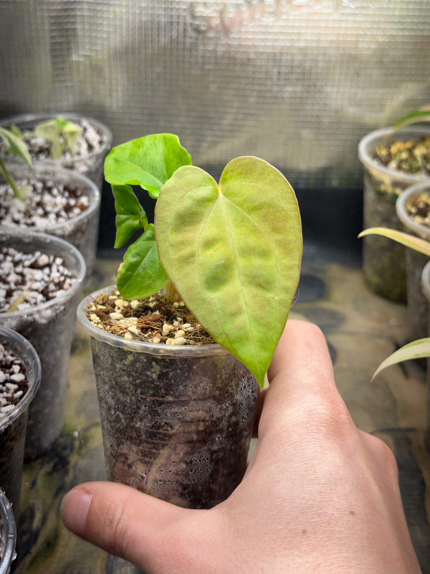 Anthurium Dressleri X Papi Fort Shertman