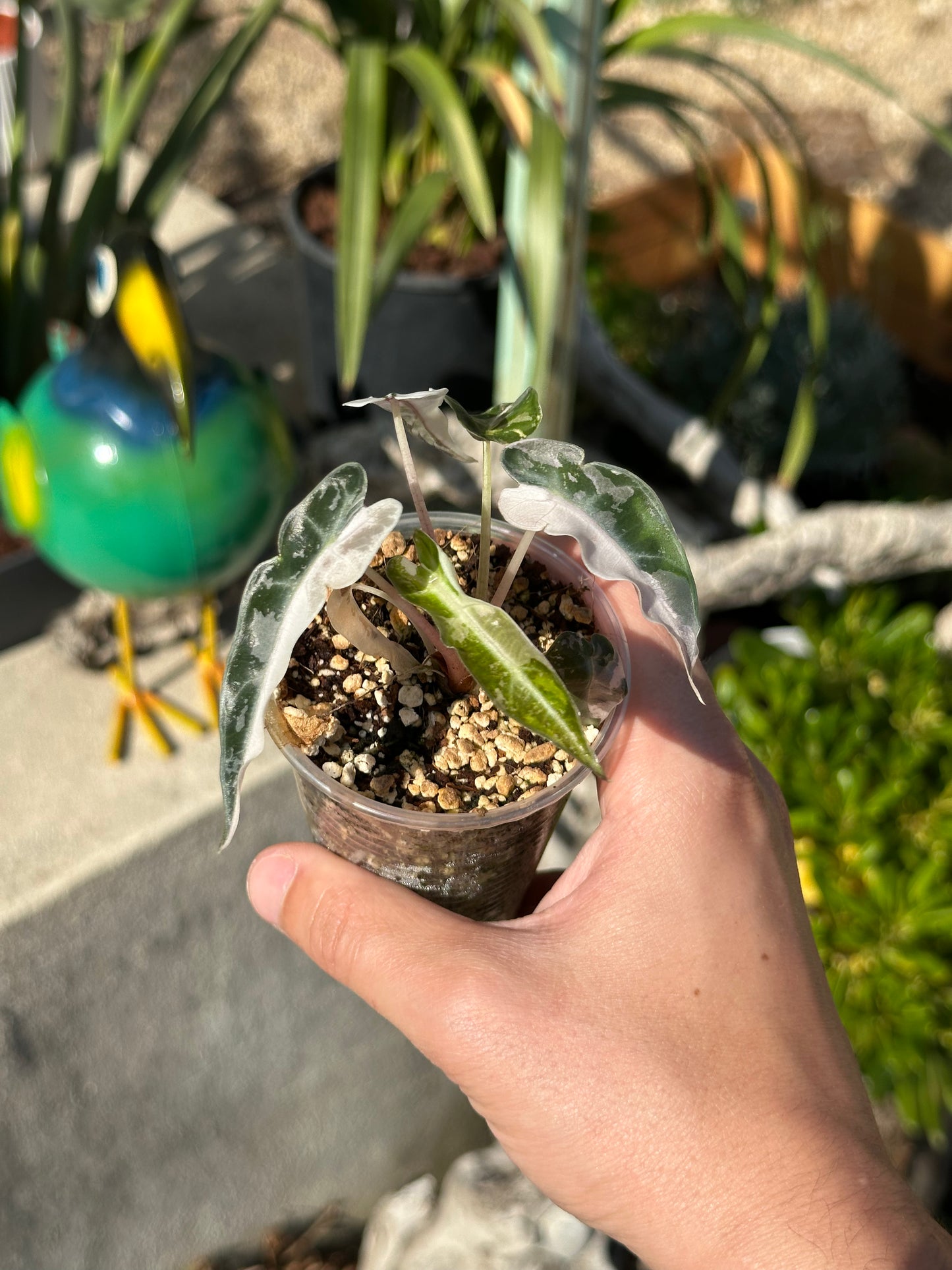 Alocasia bambino pink variegata
