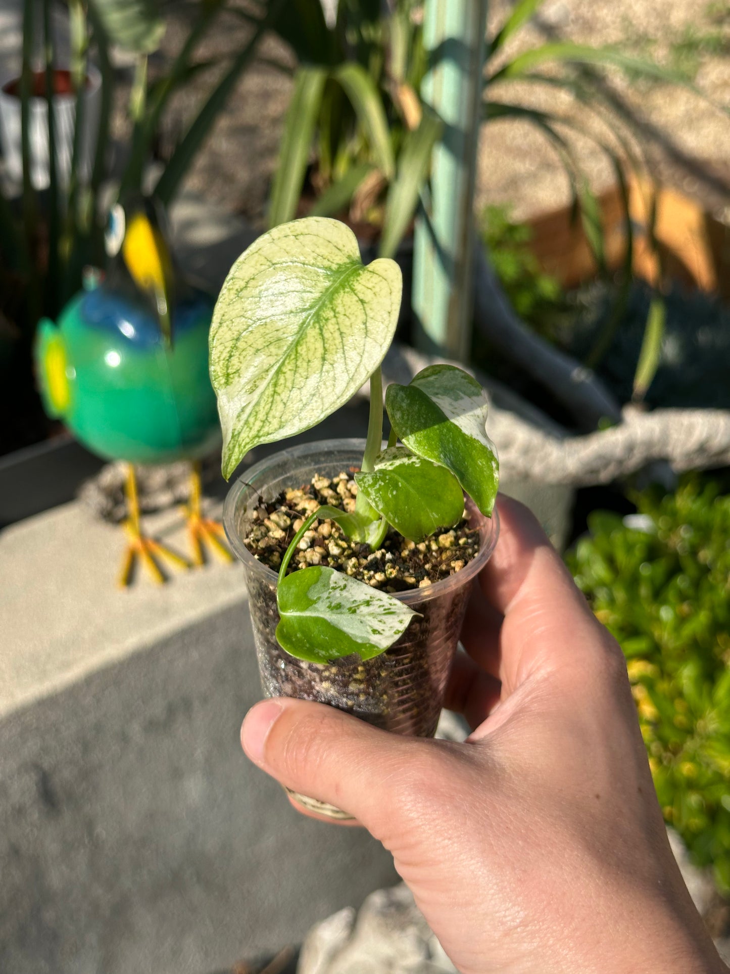 Monstera White monster