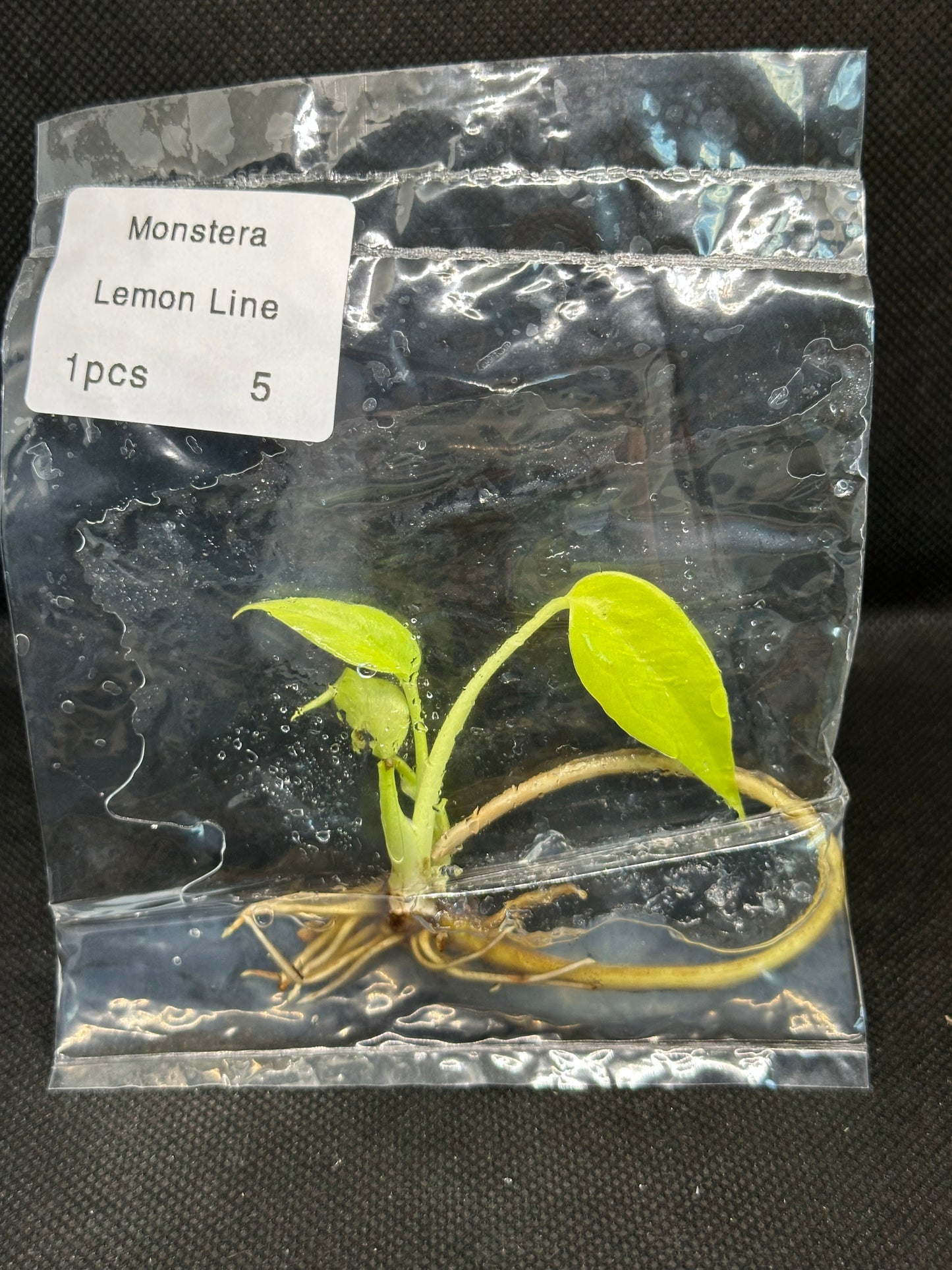 Monstera Néon Lemon Lime TC