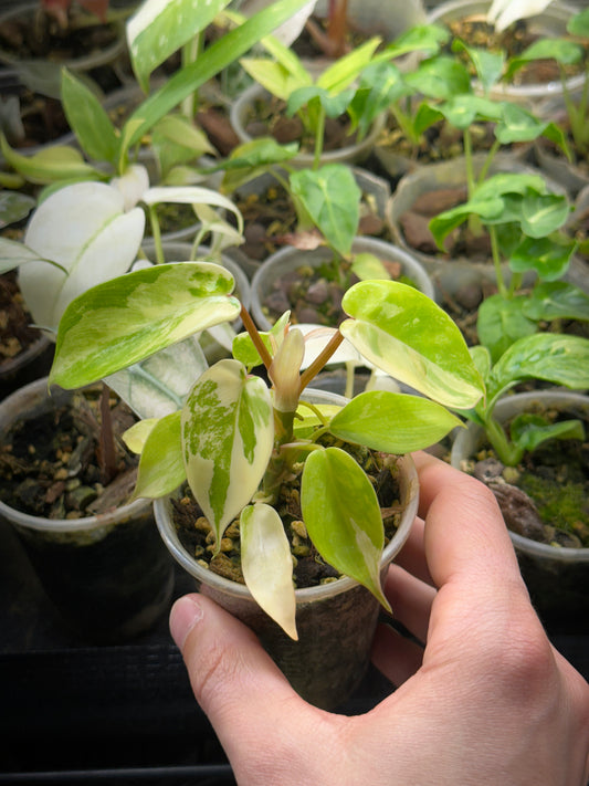 Philodendron florida beauty