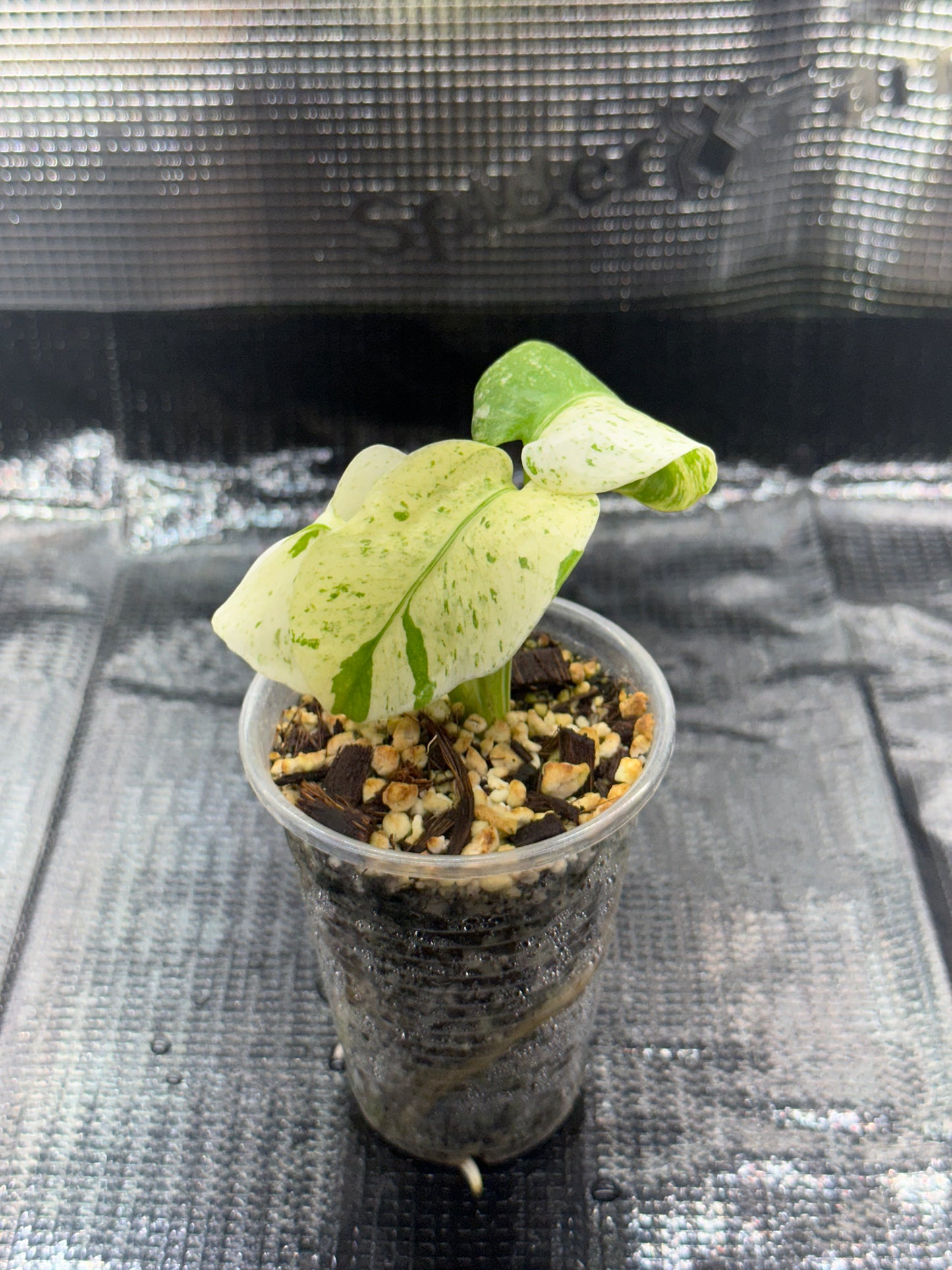 Monstera White monster