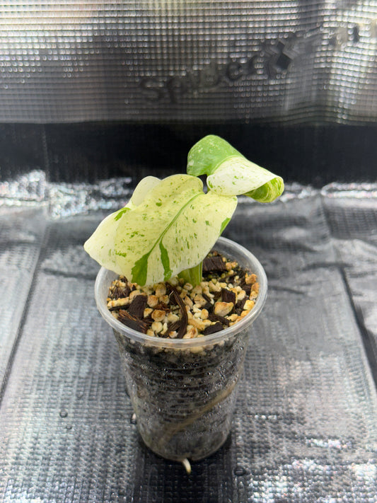 Monstera White monster