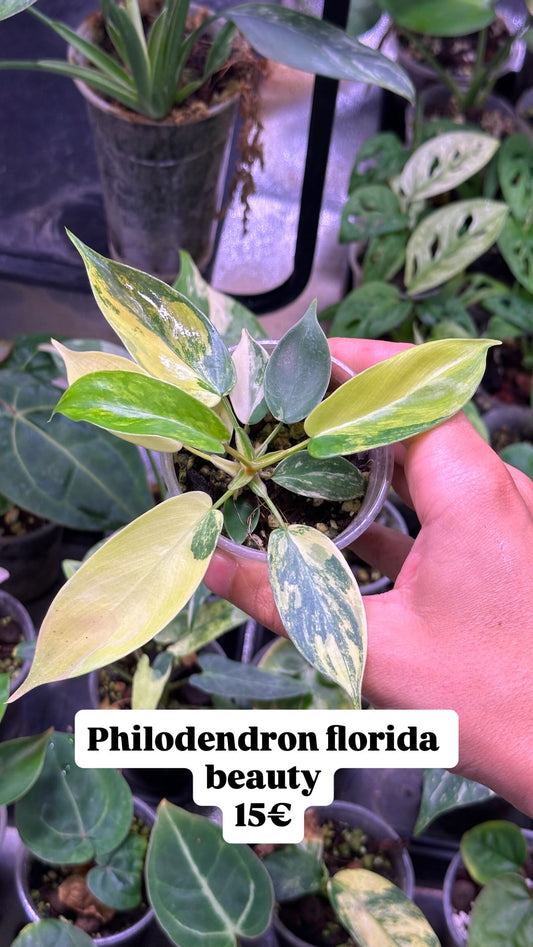 Philodendron florida beauty