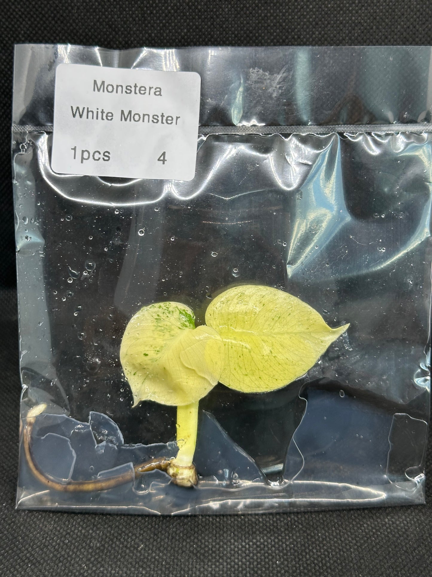 Monstera White Monster TC
