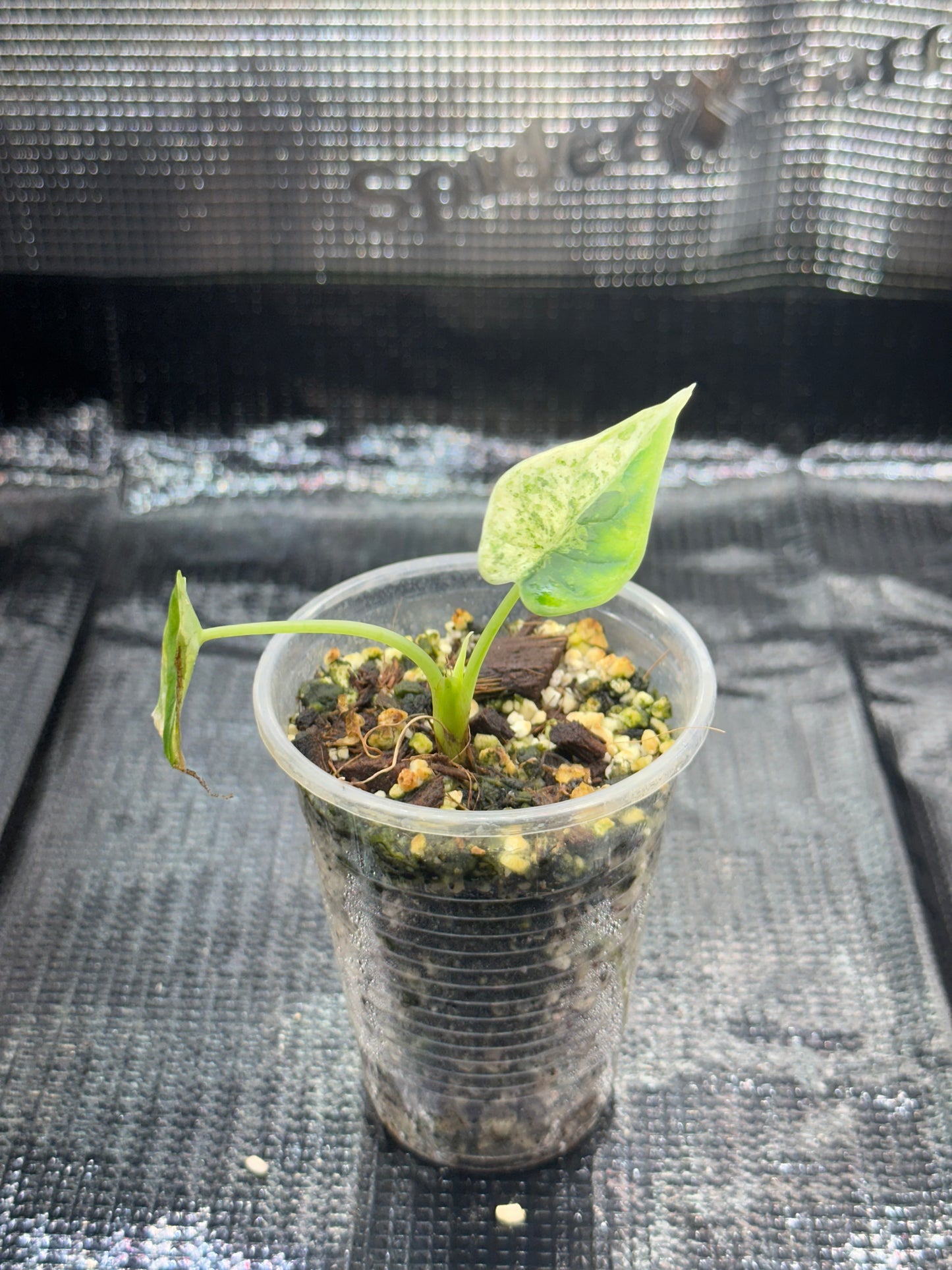 Alocasia Dragon Scale Mint Variegata