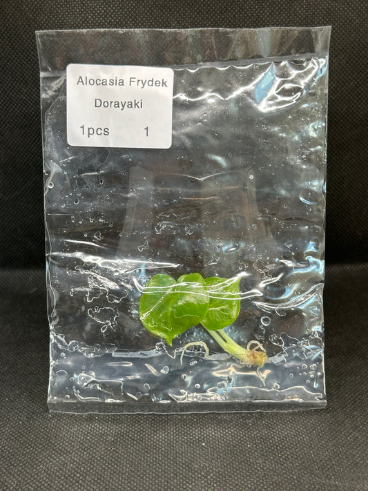 Alocasia Frydek Dorayaki TC