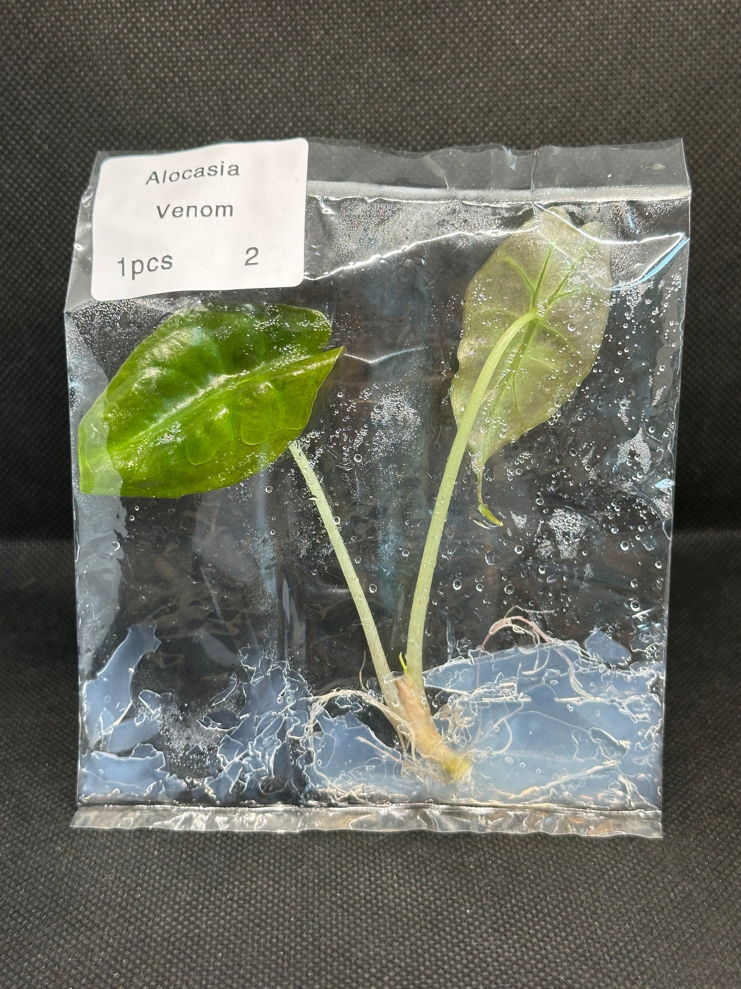 Alocasia Venom