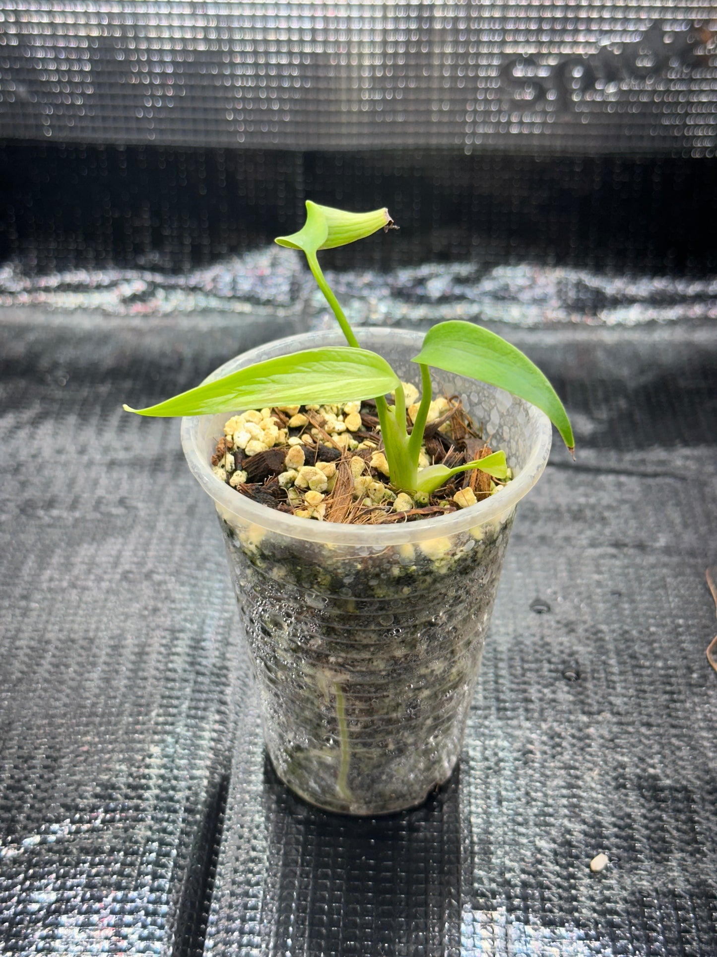 Monstera Burl Marx Flame