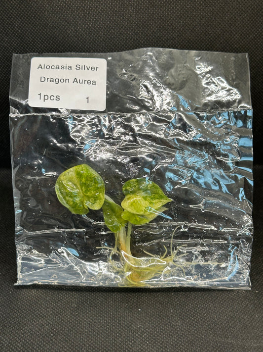 Alocasia silver dragon aurea variegata TC