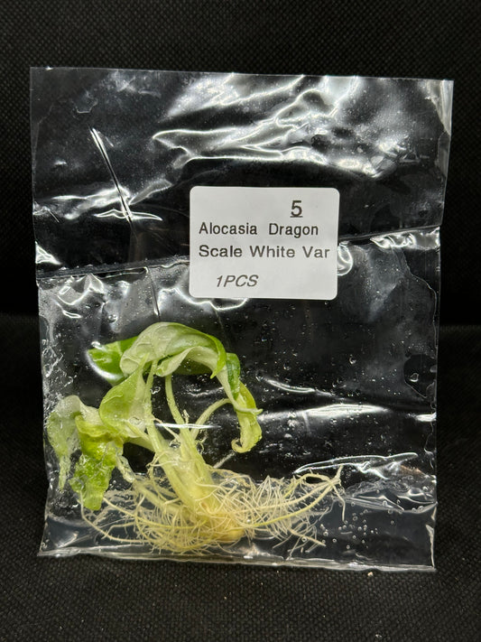 Alocasia Dragon Scale Variegata TC