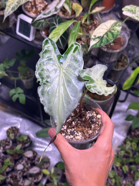 Alocasia Venom TC Précommande