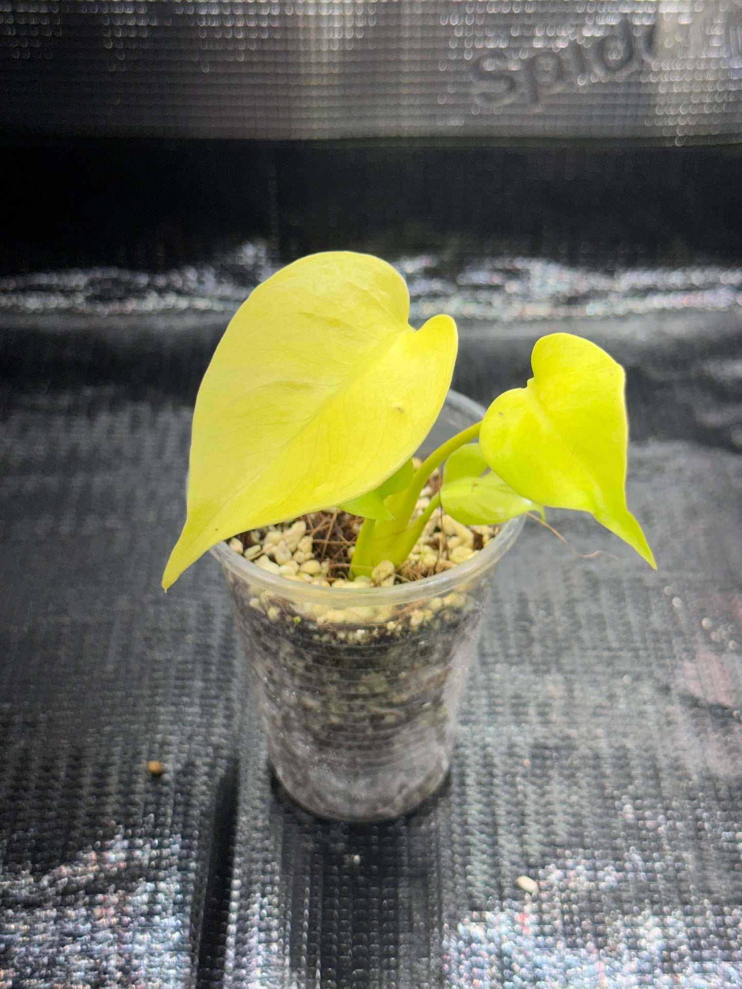 Monstera Néon Lemon Lime