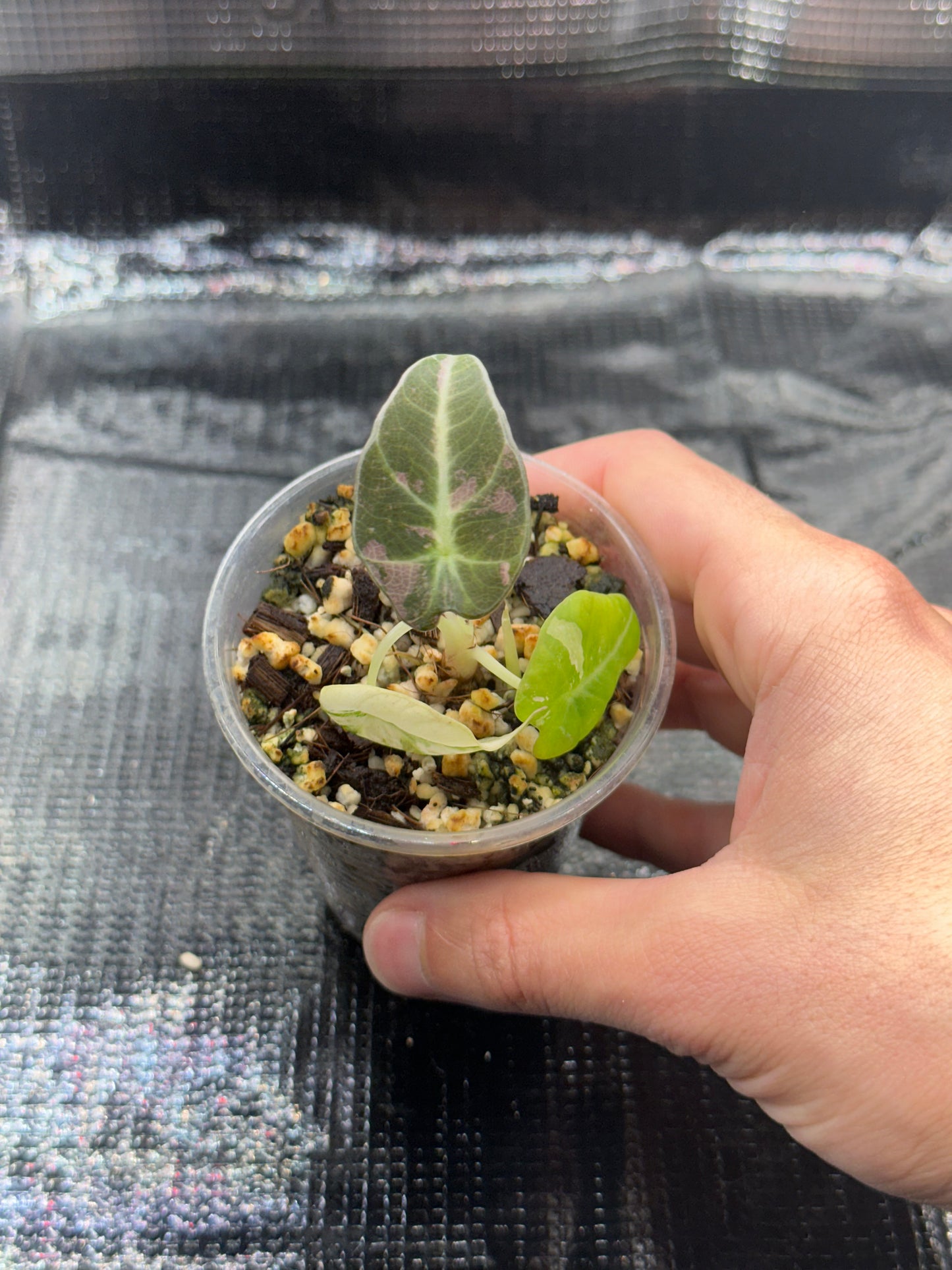 Alocasia Black Velvet Pink Var