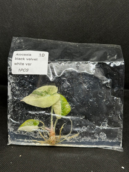 Alocasia Black Velvet White Pink Var TC Précommande