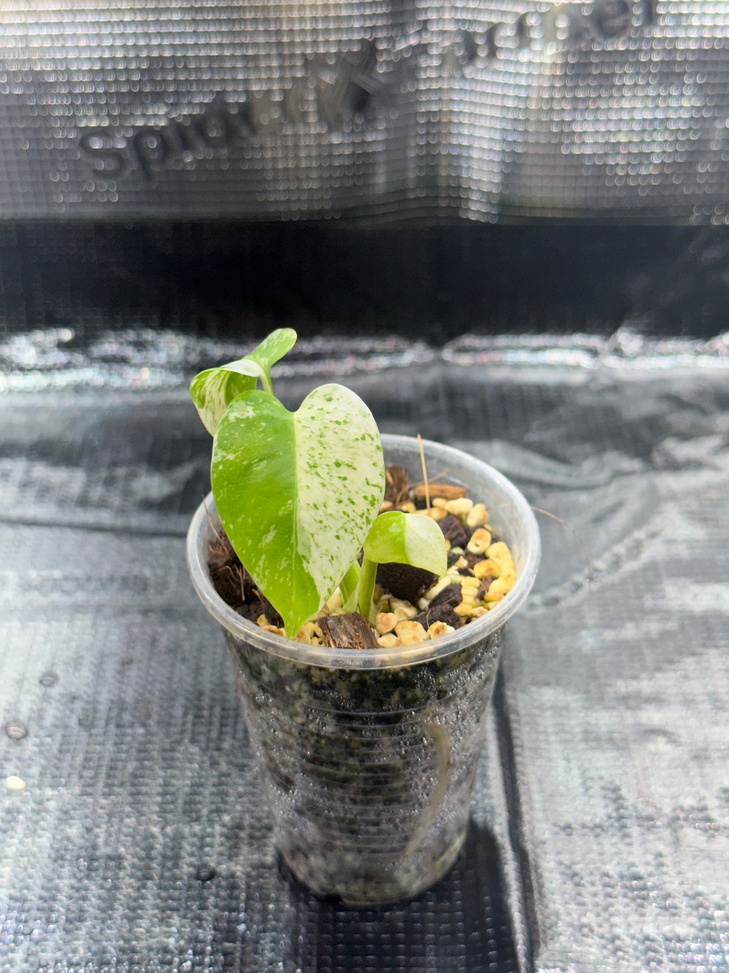 Monstera White monster