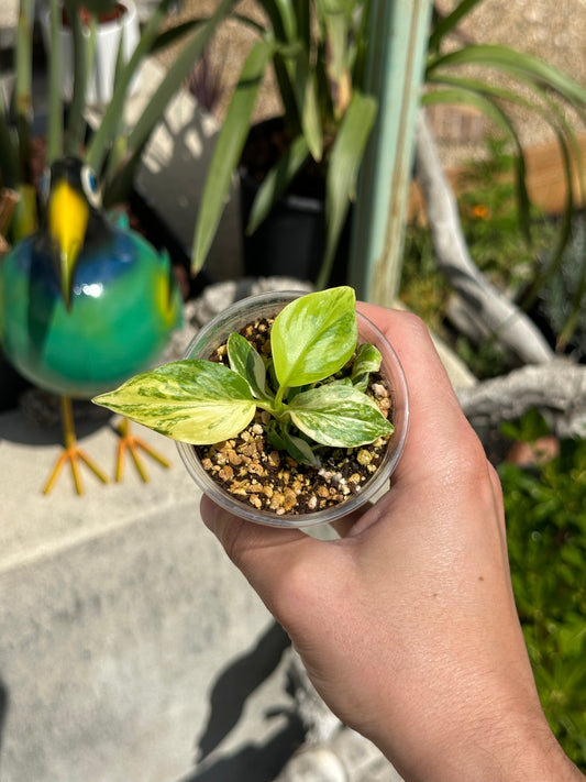 Homalomena Rebuscens Aurea