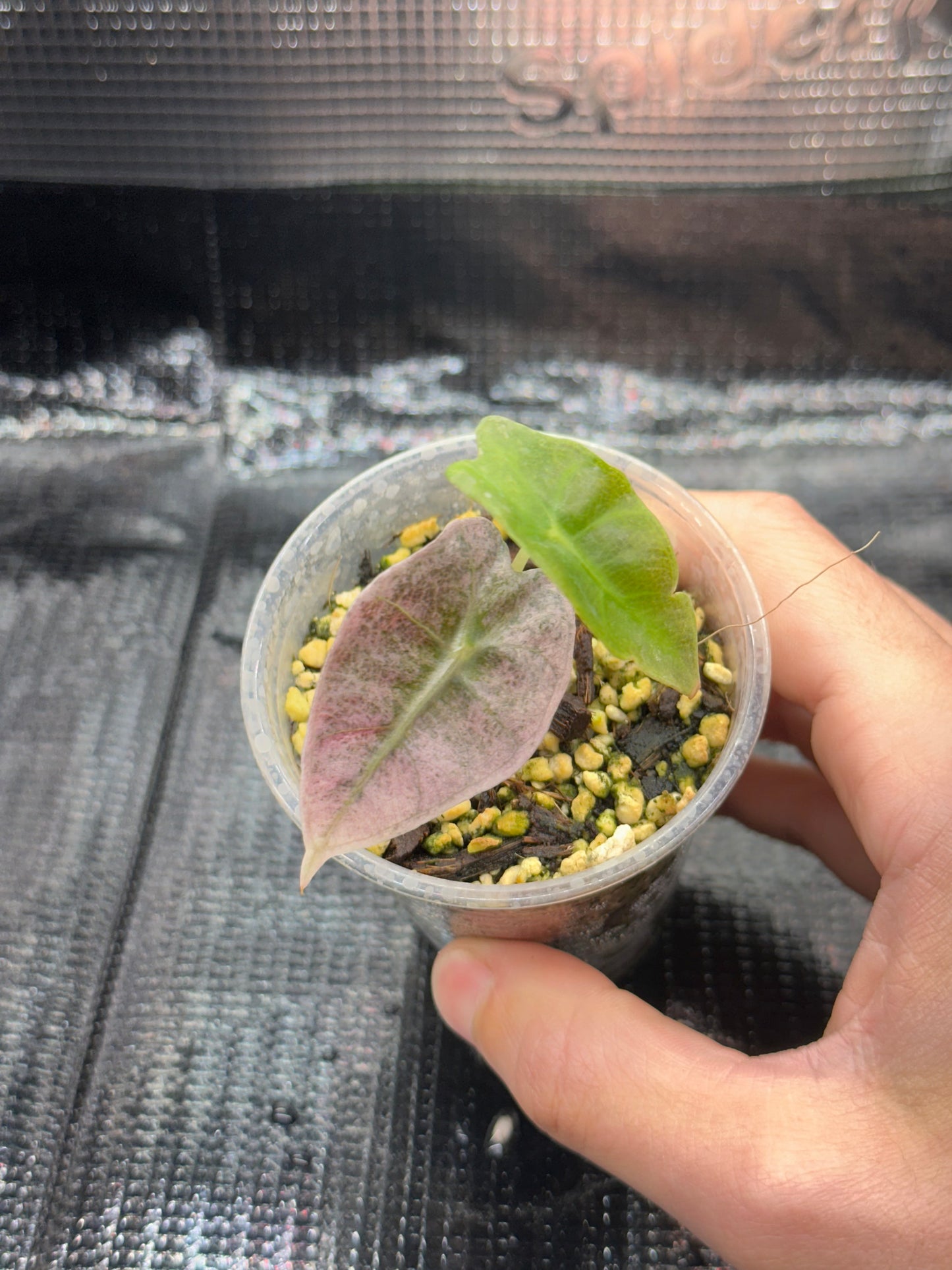 Alocasia Polly Pink Mint