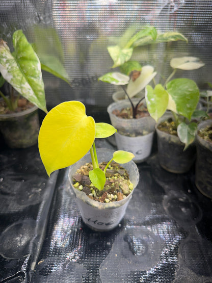 Monstera Néon Lemon Lime