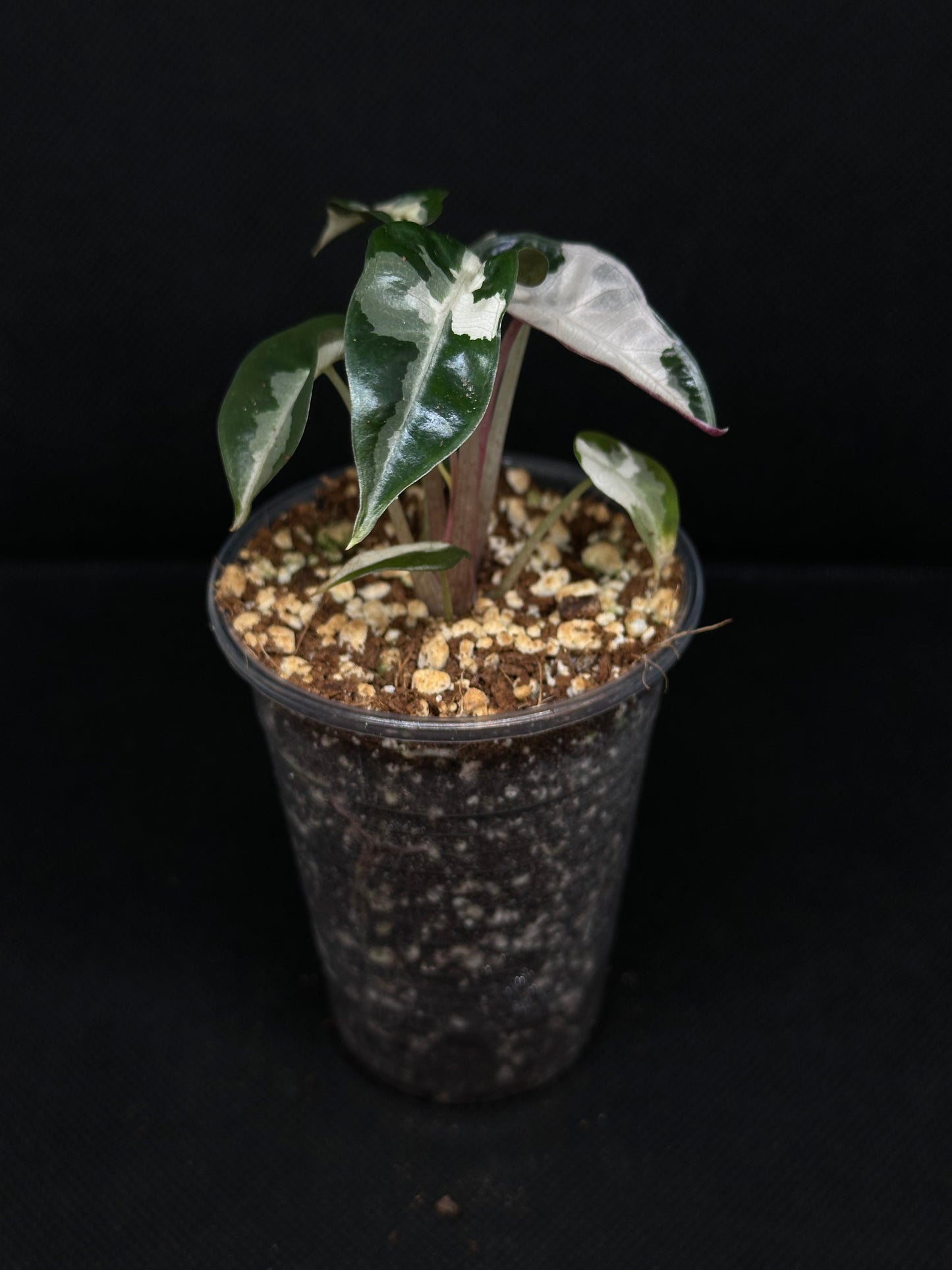 Alocasia Bambino Lava Pink
