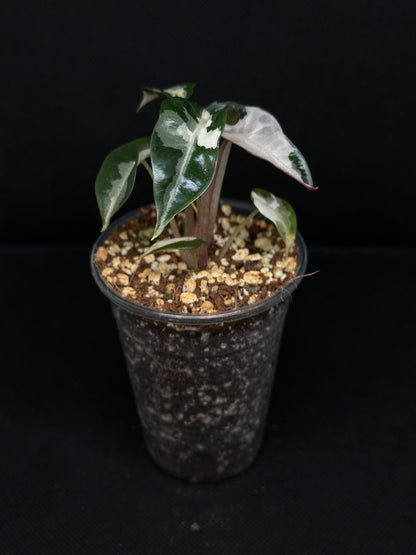 Alocasia Bambino Lava Pink