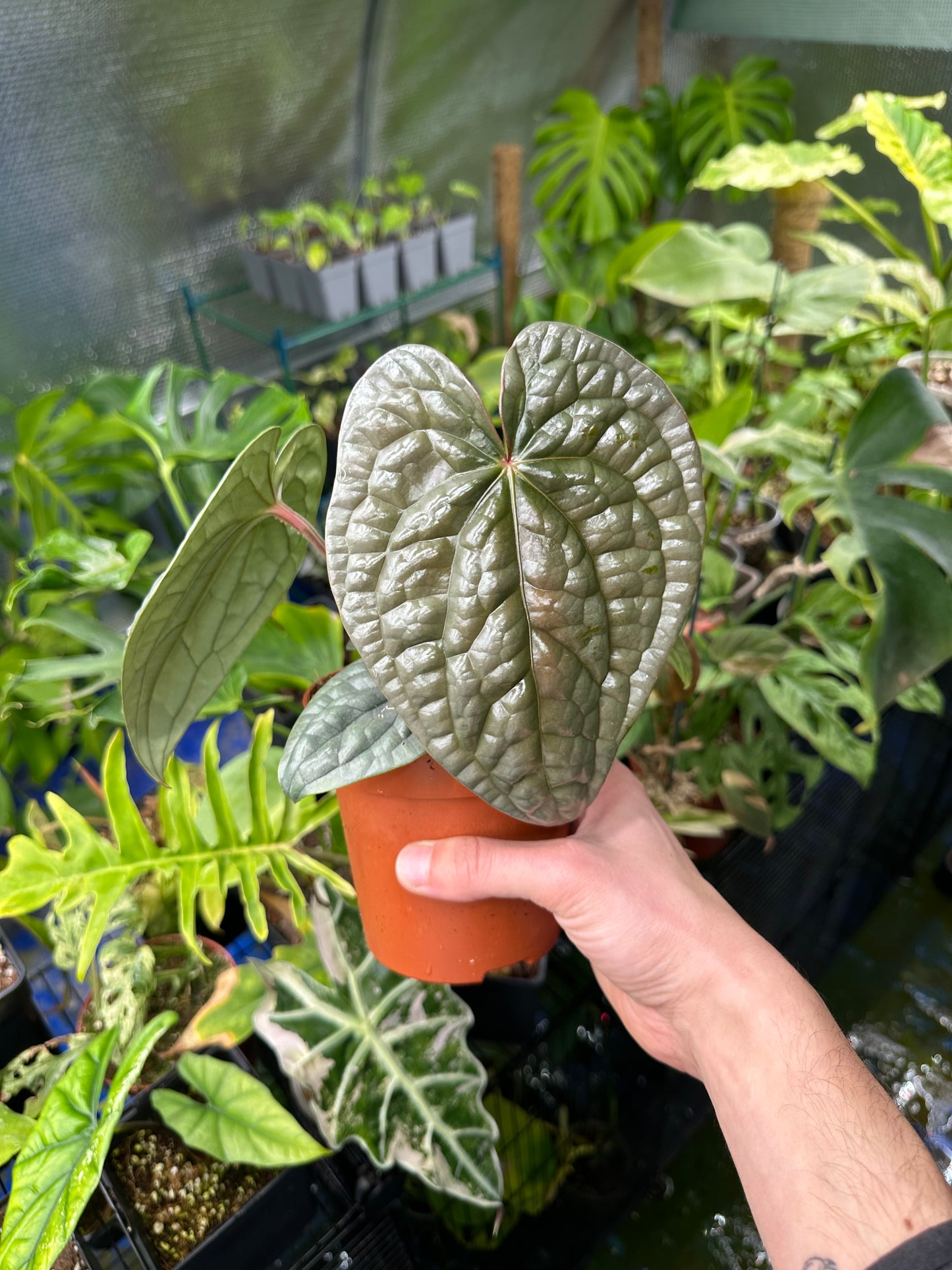 Anthurium Luxurians