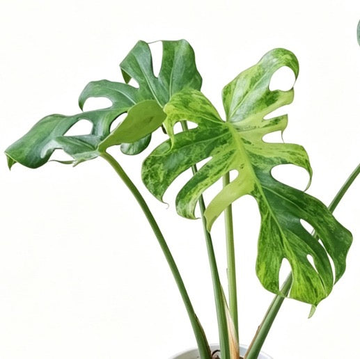 Monstera Deliciosa océan Green coral TC précommande