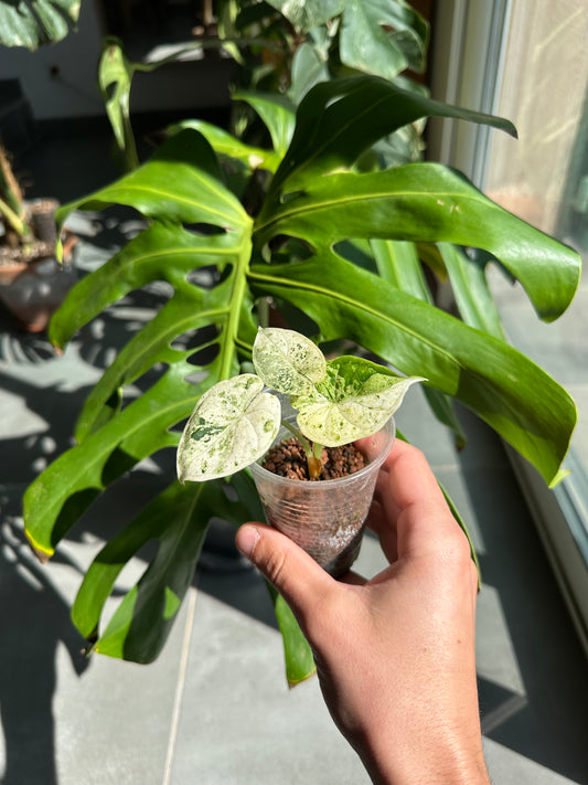 Alocasia Dragon Scale Mint Variegata