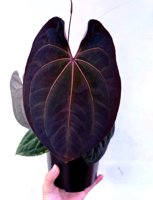 Anthurium SKG Pink.AOS x Red Lava