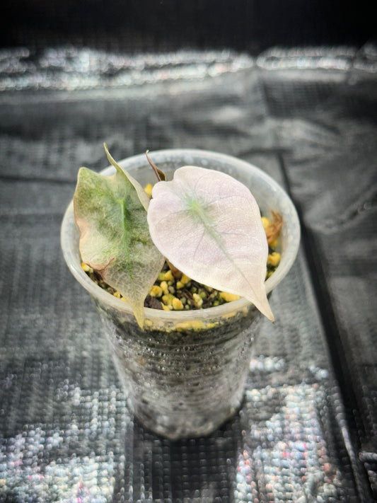 Alocasia Polly Pink Mint