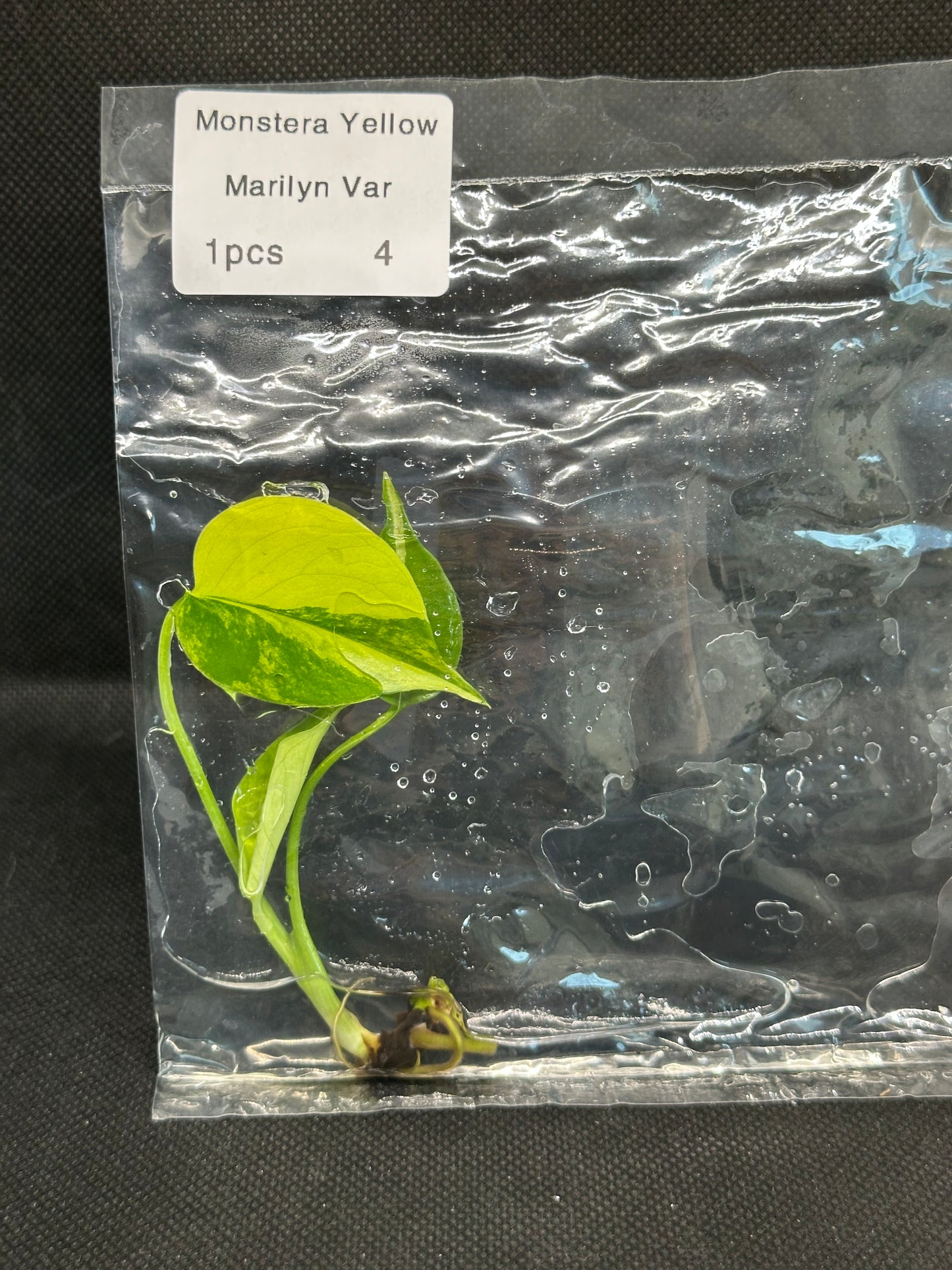 Monstera Yellow Marylin TC