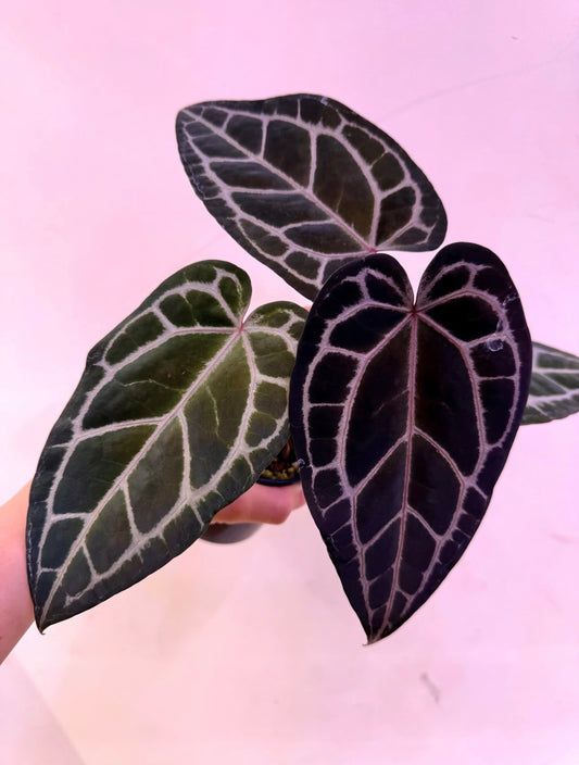 Anthurium Red Velvet Cake.Zara × Blood King