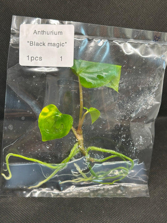 Anthurium Black Magic TC