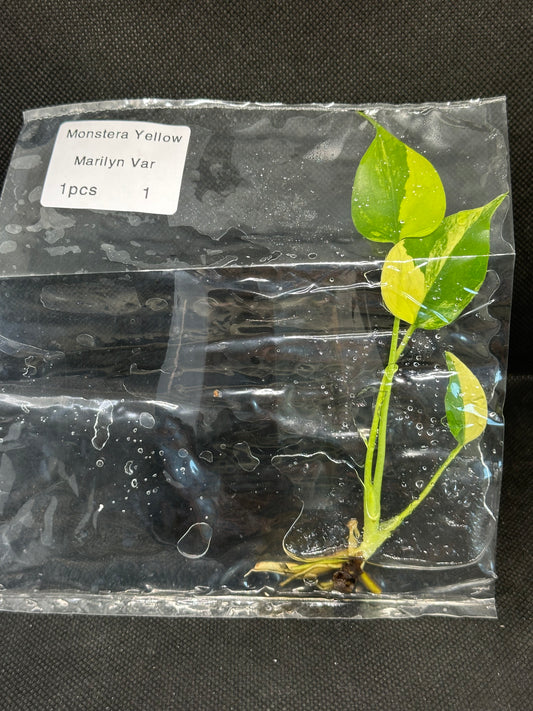 Monstera Yellow Marylin TC