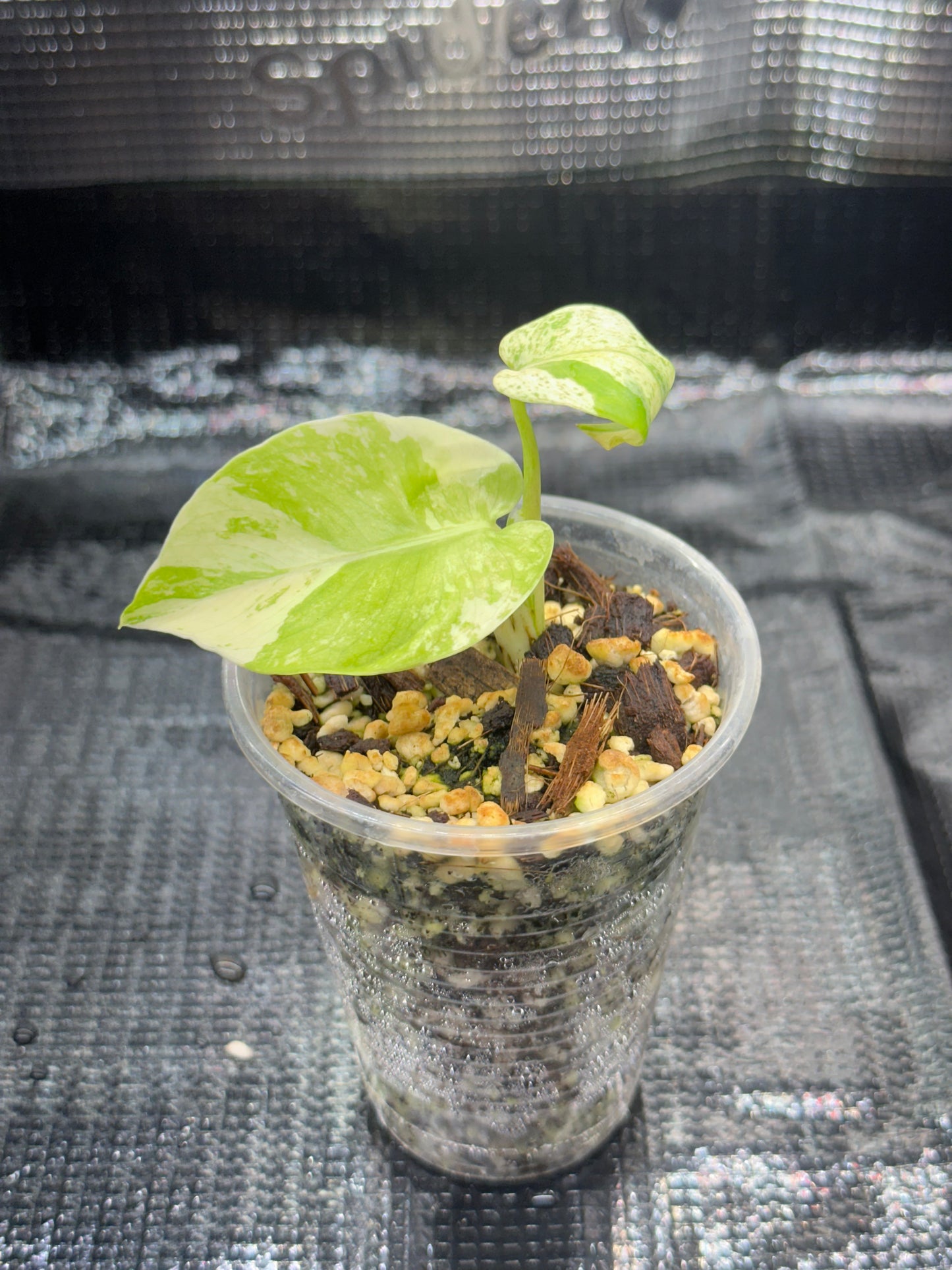 Monstera White monster