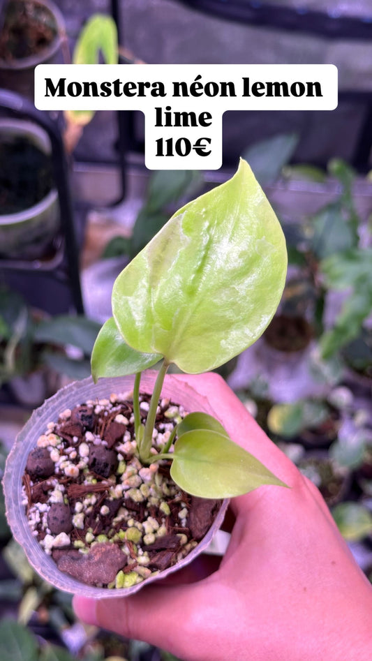 Monstera Néon Lemon Lime