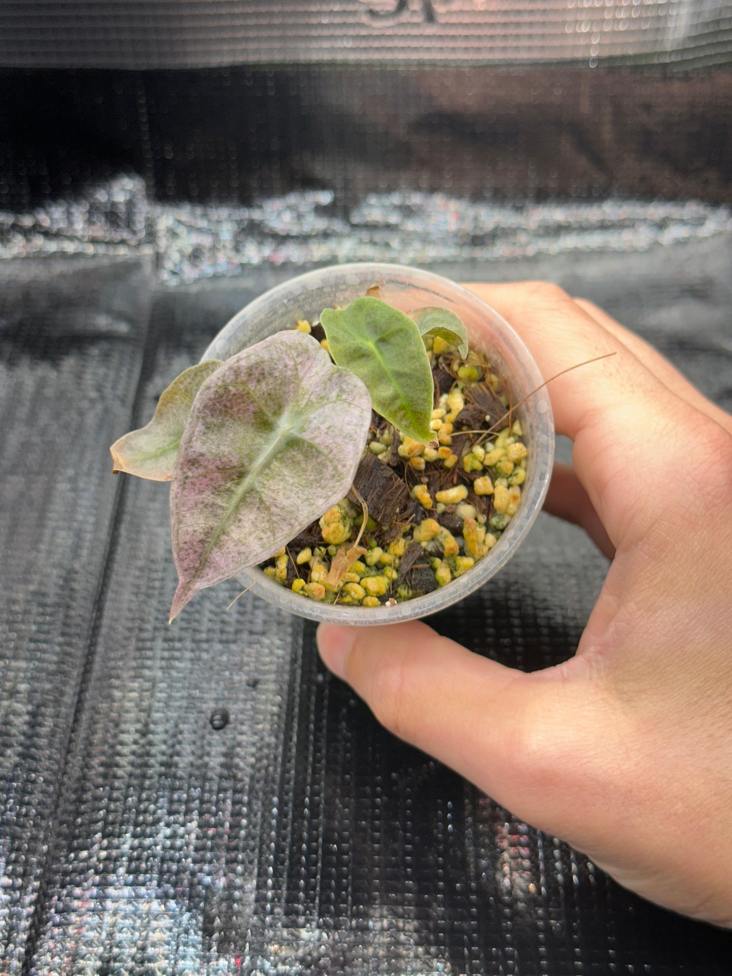 Alocasia Polly Pink Mint