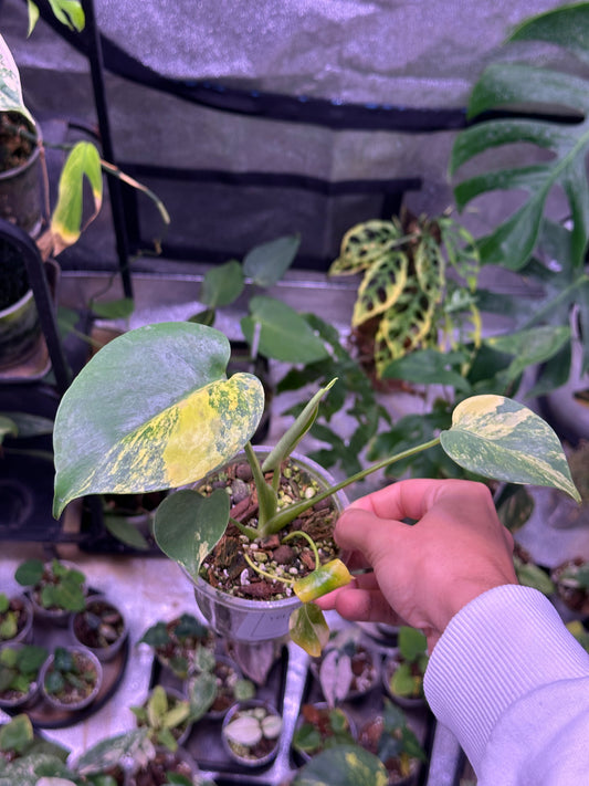 Monstera yellow marilyn